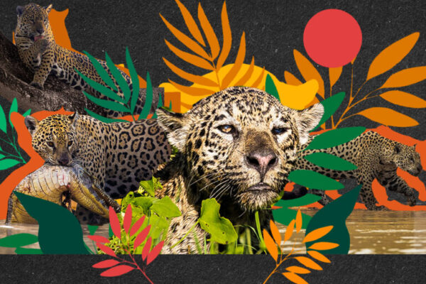 Família de onças viraliza com cenas raras da vida selvagem no Pantanal familia-de-oncas-viraliza-com-cenas-raras-da-vida-selvagem-no-pantanal