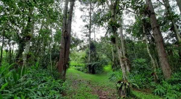 Cidades de SP agora tem plataforma digital para licenciamento ambiental cidades-de-sp-agora-tem-plataforma-digital-para-licenciamento-ambiental
